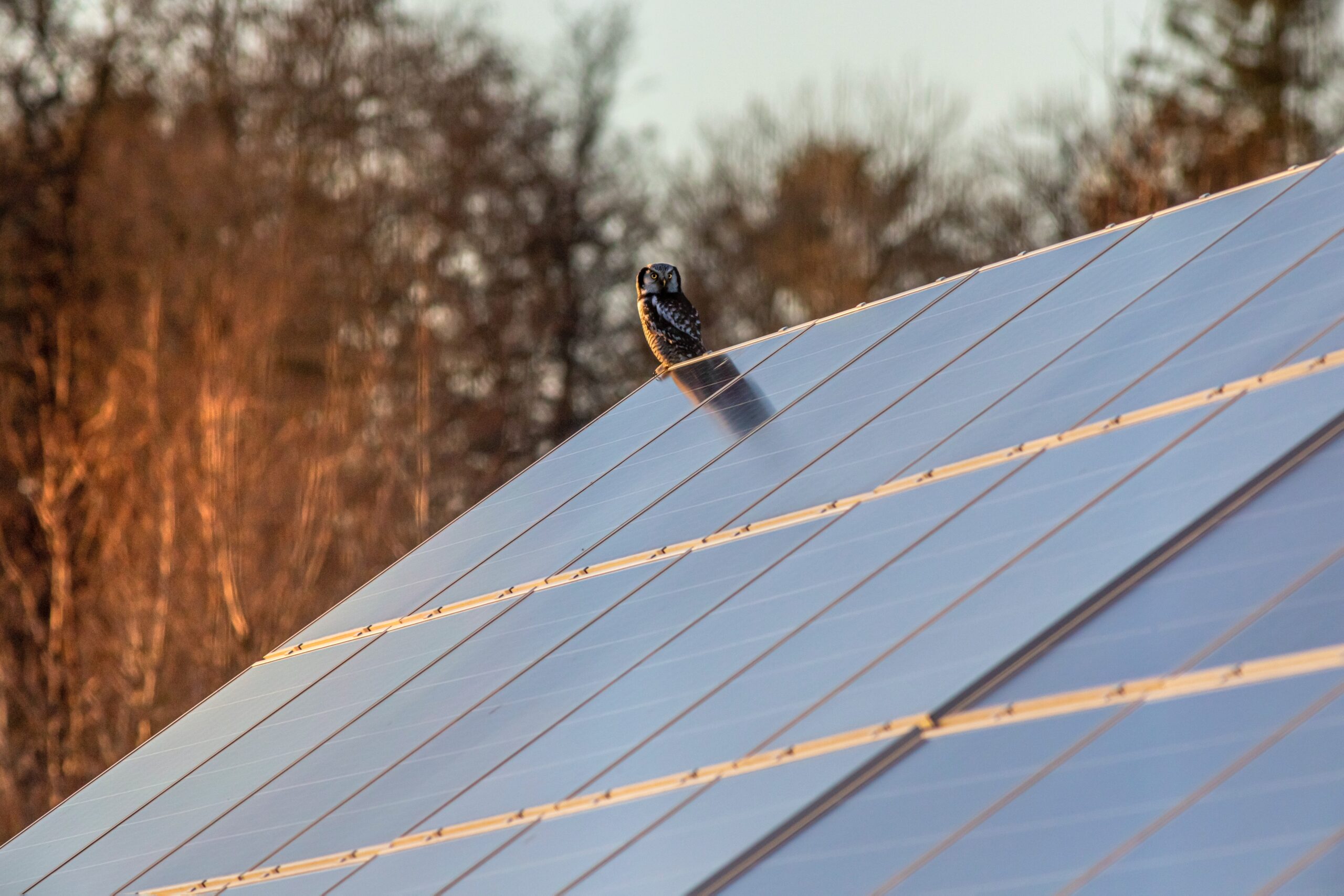 Solar panels in the sun | How many solar panels do I need? | Solar Power NI