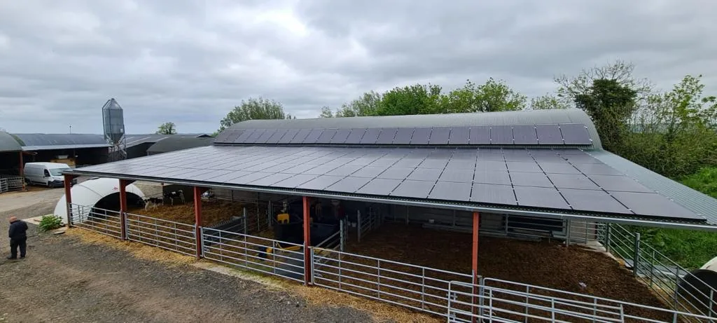 Agricultural solar panels on the roof of an open-sided livestock shed with cattle inside